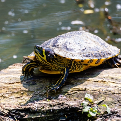 Geelwangschildpad - De Zonnegloed - Dierenpark - Dieren opvangcentrum - Sanctuary